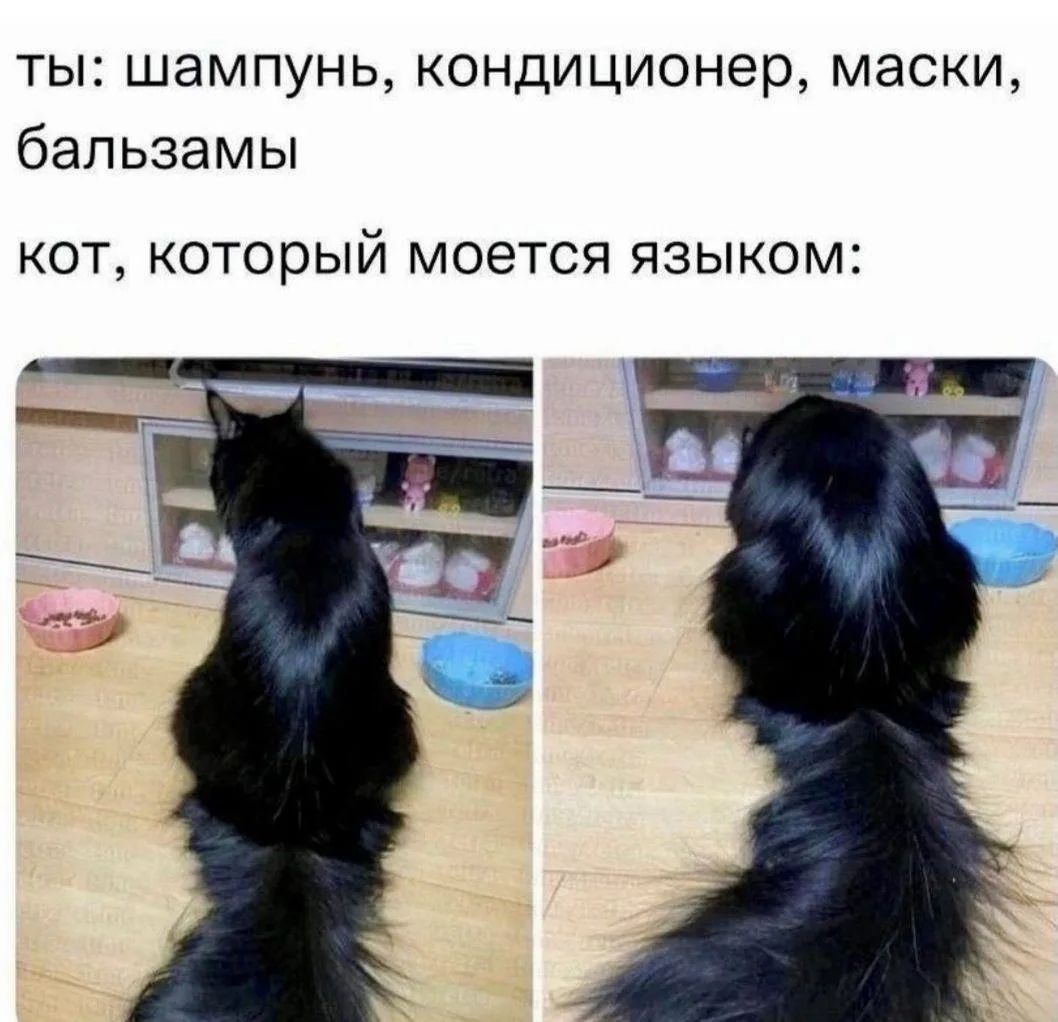ты: шампунь, кондиционер, маски, бальзамы кот, который моется языком: