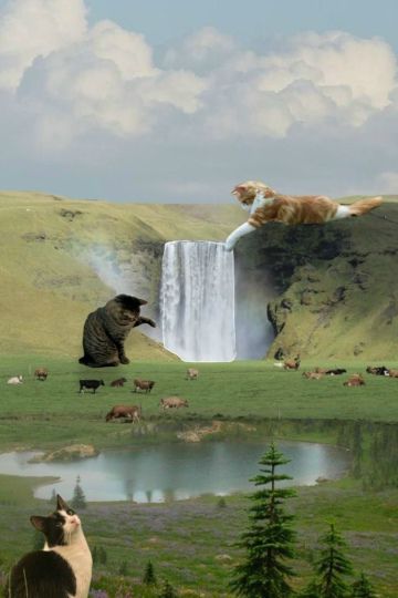 коты управляют водопадом в зеленой долине