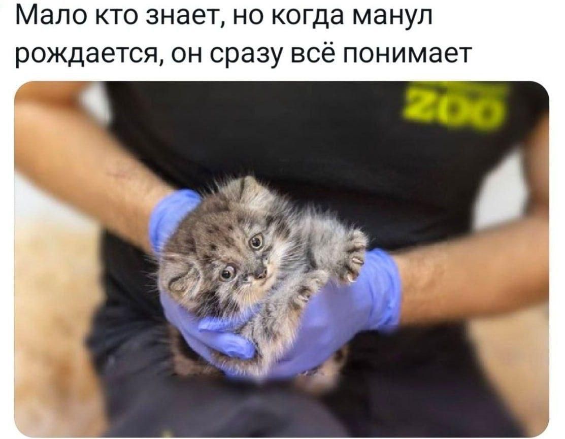 Мало кто знает, но когда манул рождается, он сразу всё понимает ZOO