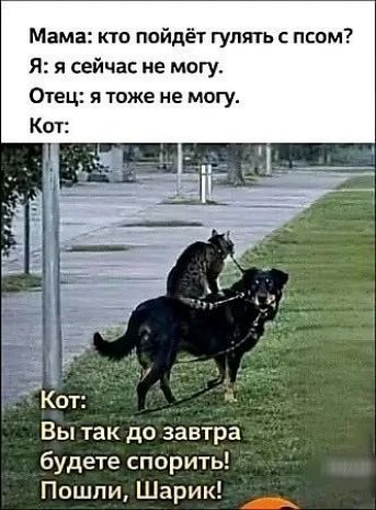 Мама: кто пойдёт гулять с псом? Я: я сейчас не могу. Отец: я тоже не могу. Кот: Вы так до завтра будете спорить! Пошли, Шарик!