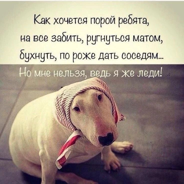 Как хочется порой ребята, на все забить, ругнуться матом, бухнуть, по роже дать соседям... Но мне нельзя, ведь я же леди!