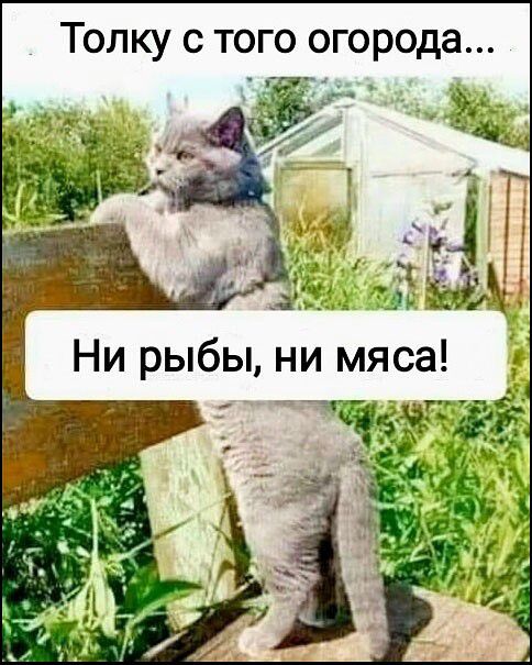 Толку с того огорода... Ни рыбы, ни мяса!