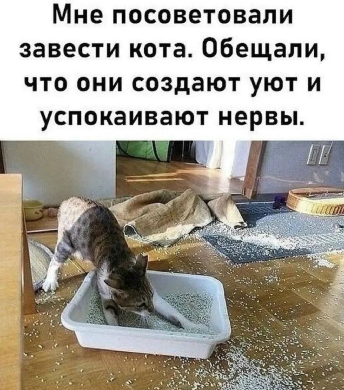 Мне посоветовали завести кота. Обещали, что они создают уют и успокаивают нервы.