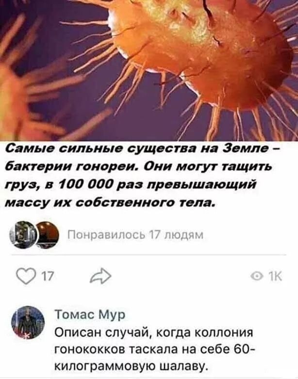 Самые сильные существа на Земле - бактерии гонореи. Они могут тащить груз, в 100 000 раз превышающий массу их собственного тела. Томас Мур Описан случай, когда коллония гонококков таскала на себе 60-килограммовую шалаву.