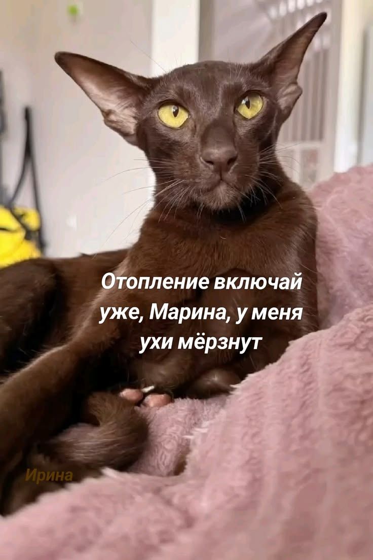 Отопление включай уже, Марина, у меня ухи мёрзнут