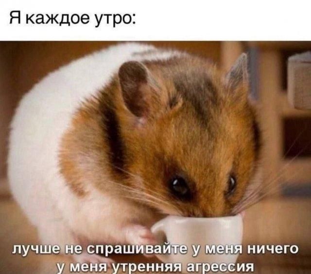 Я каждое утро: лучше не спрашивайте у меня ничего у меня утренняя агрессия