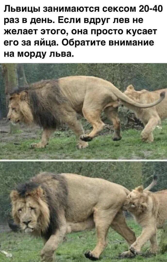 Львицы занимаются сексом 20-40 раз в день. Если вдруг лев не желает этого, она просто кусает его за яйца. Обратите внимание на морду льва.