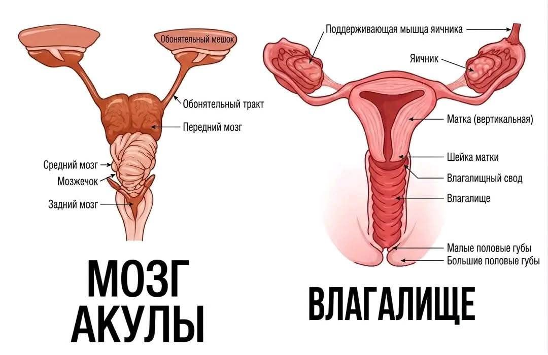 Обонятельный мешок, Обонятельный тракт, Передний мозг, Средний мозг, Мозжечок, Задний мозг, МОЗГ АКУЛЫ, Поддерживающая мышца яичника, Яичник, Матка (вертикальная), Шейка матки, Влагалищный свод, Влагалище, Малые половые губы, Большие половые губы, ВЛАГАЛИЩЕ