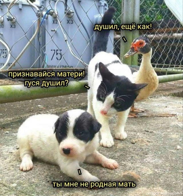 признавайся матери! гуся душил? душил, ещё как! ты мне не родная мать