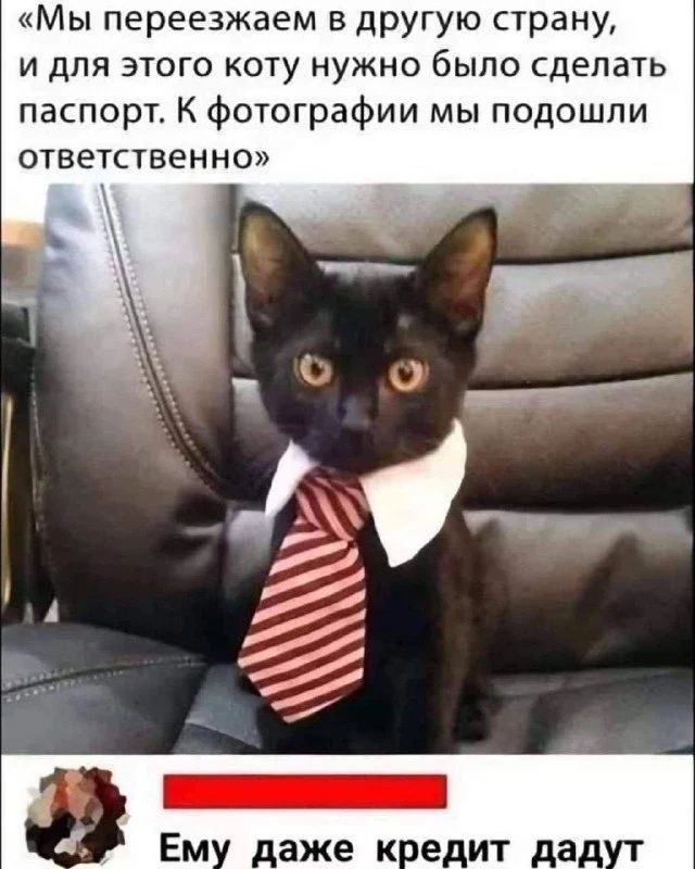 Мы переезжаем в другую страну, и для этого коту нужно было сделать паспорт. К фотографии мы подошли ответственно. Ему даже кредит дадут