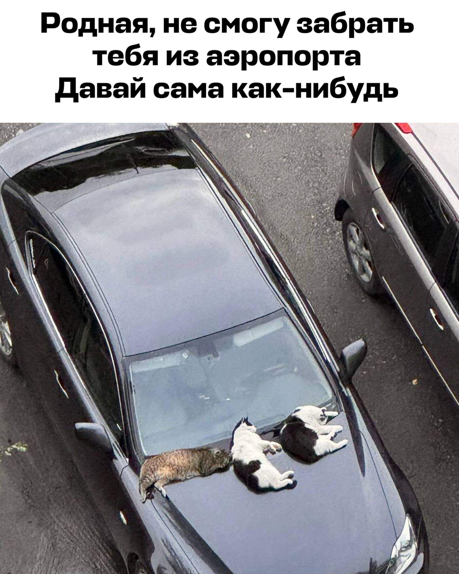 Родная, не смогу забрать тебя из аэропорта Давай сама как-нибудь