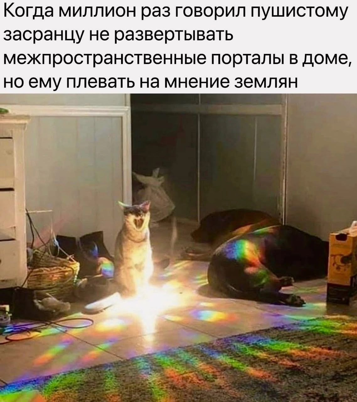 Когда миллион раз говорил пушистому засранцу не развертывать межпространственные порталы в доме, но ему плевать на мнение землян