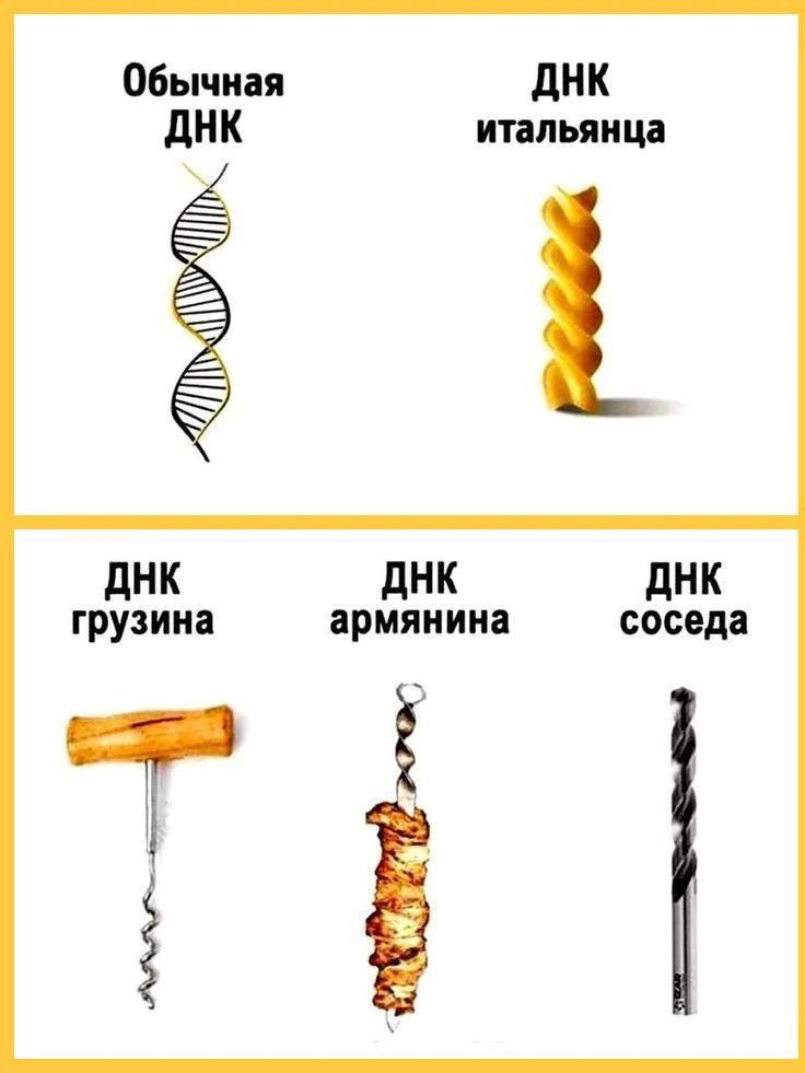 Обычная ДНК. ДНК итальянца. ДНК грузина. ДНК армянина. ДНК соседа.