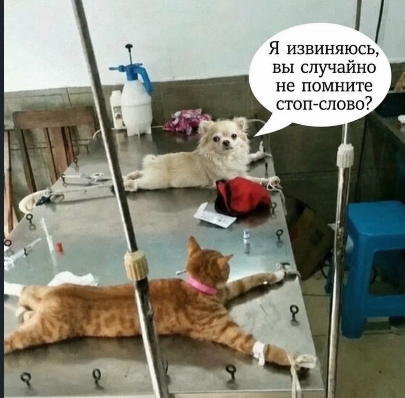 Я извиняюсь, вы случайно не помните стоп-слово?