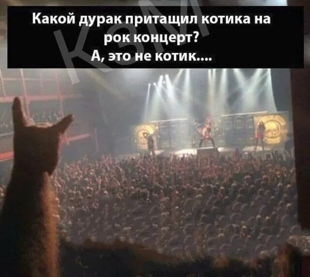 Какой дурак притащил котика на рок концерт? А, это не котик....