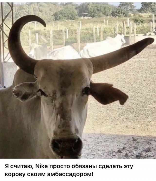 Я считаю, Nike просто обязаны сделать эту корову своим амбассадором!
