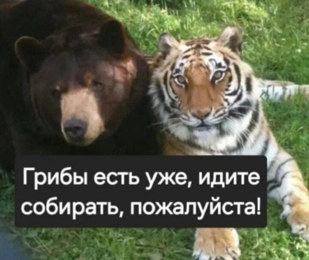 Грибы есть уже, идите собирать, пожалуйста!
