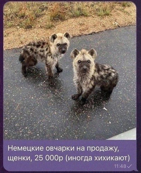 Немецкие овчарки на продажу, щенки, 25 000р (иногда хихикают)