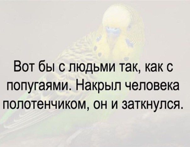 Вот бы с людьми так, как с попугаями. Накрыл человека полотенчиком, он и заткнулся.