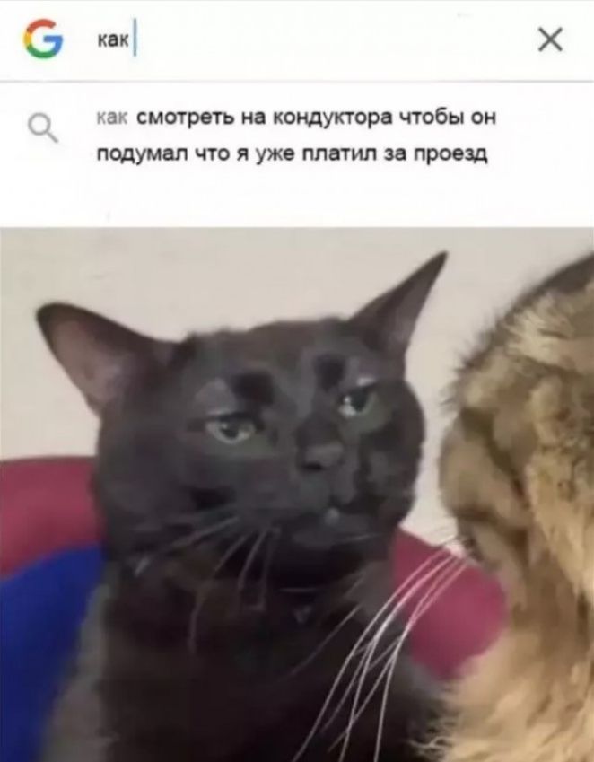 как как смотреть на кондуктора чтобы он подумал что я уже платил за проезд