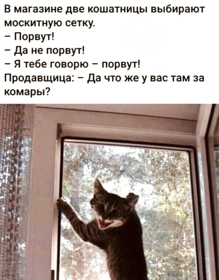 В магазине две кошатницы выбирают москитную сетку. – Порвут! – Да не порвут! – Я тебе говорю – порвут! Продавщица: – Да что же у вас там за комары?