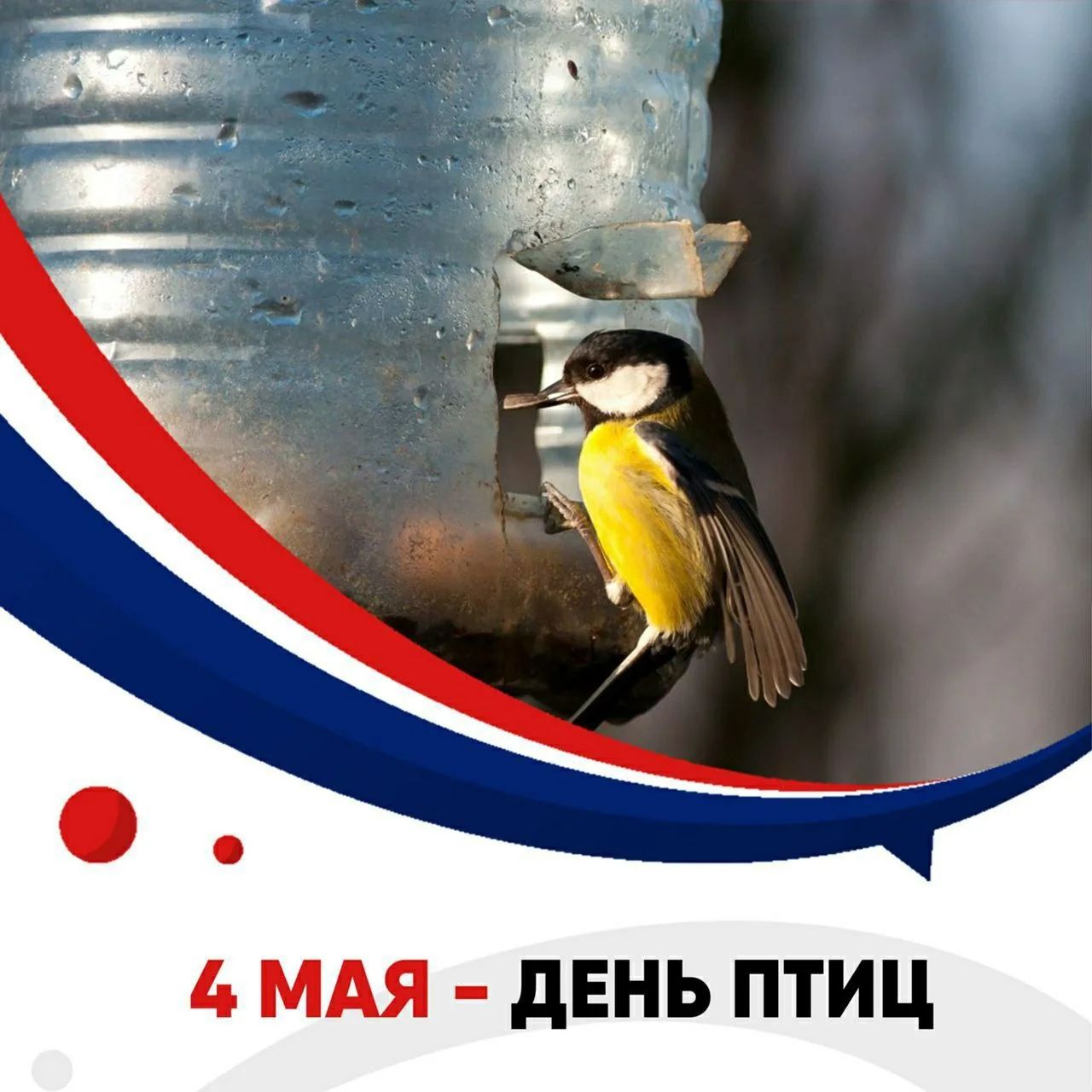 4 МАЯ - ДЕНЬ ПТИЦ. Синица на кормушке из пластиковой бутылки.