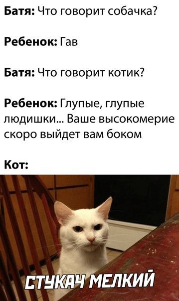 Батя: Что говорит собачка?
Ребенок: Гав
Батя: Что говорит котик?
Ребенок: Глупые, глупые людишки... Ваше высокомерие скоро выйдет вам боком
Кот:
СТУКАЧ МЕЛКИЙ