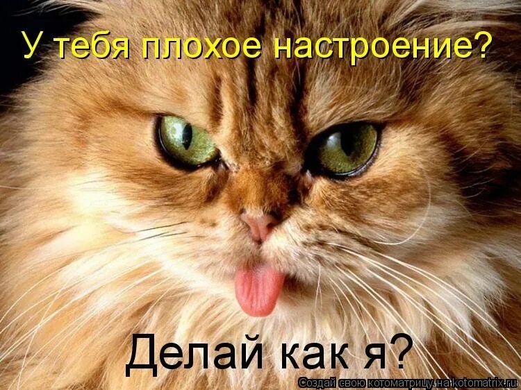 У тебя плохое настроение? Делай как я? Создай свою котоматрицу на kotomatrix.ru