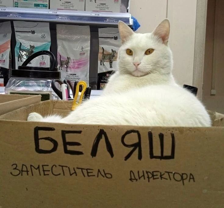 БЕЛЯШ ЗАМЕСТИТЕЛЬ ДИРЕКТОРА