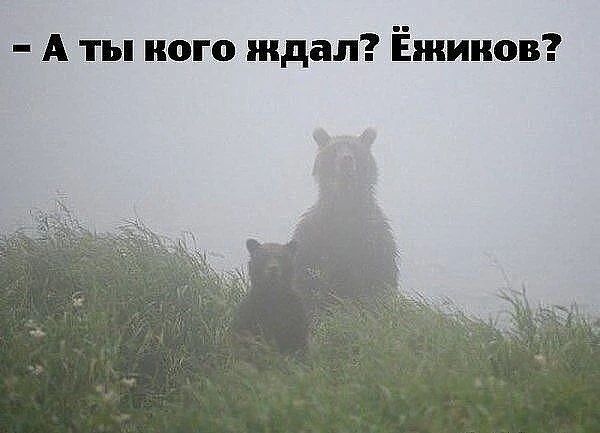 А ты кого ждал? Ёжиков?