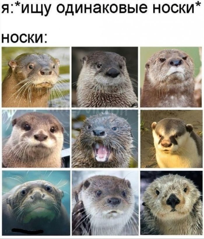 Я: *ищу одинаковые носки* носки: