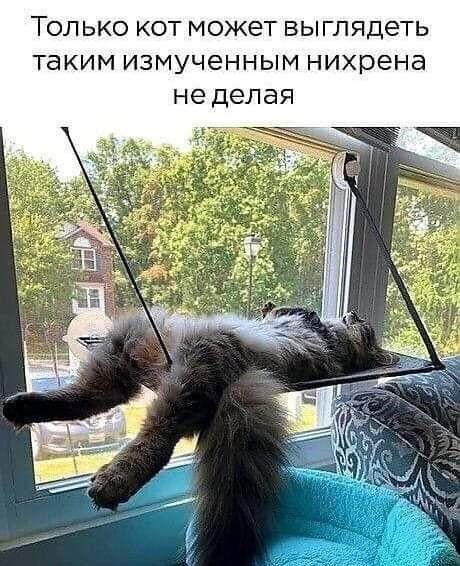 Только кот может выглядеть таким измученным нихрена не делая
