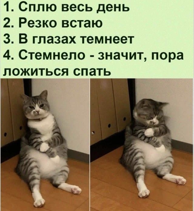 1. Сплю весь день 2. Резко встаю 3. В глазах темнеет 4. Стемнело - значит, пора ложиться спать