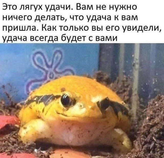 Это лягух удачи. Вам не нужно ничего делать, что удача к вам пришла. Как только вы его увидели, удача всегда будет с вами