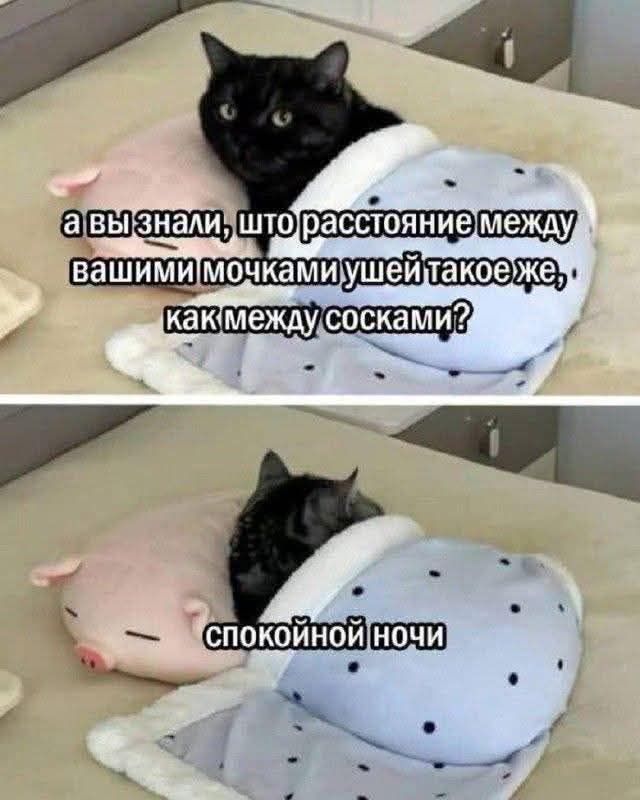 а вы знали, что расстояние между вашими мочками ушей такое же, как между сосками? спокойной ночи