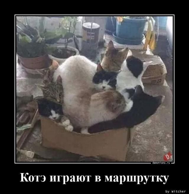 Котэ играют в маршрутку