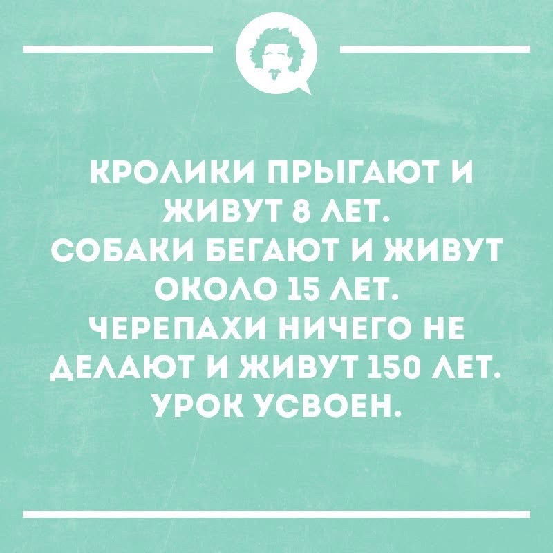 КРОЛИКИ ПРЫГАЮТ И ЖИВУТ 8 ЛЕТ. СОБАКИ БЕГАЮТ И ЖИВУТ ОКОЛО 15 ЛЕТ. ЧЕРЕПАХИ НИЧЕГО НЕ ДЕЛАЮТ И ЖИВУТ 150 ЛЕТ. УРОК УСВОЕН.