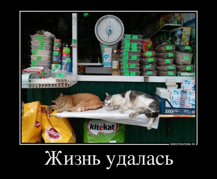 Жизнь удалась