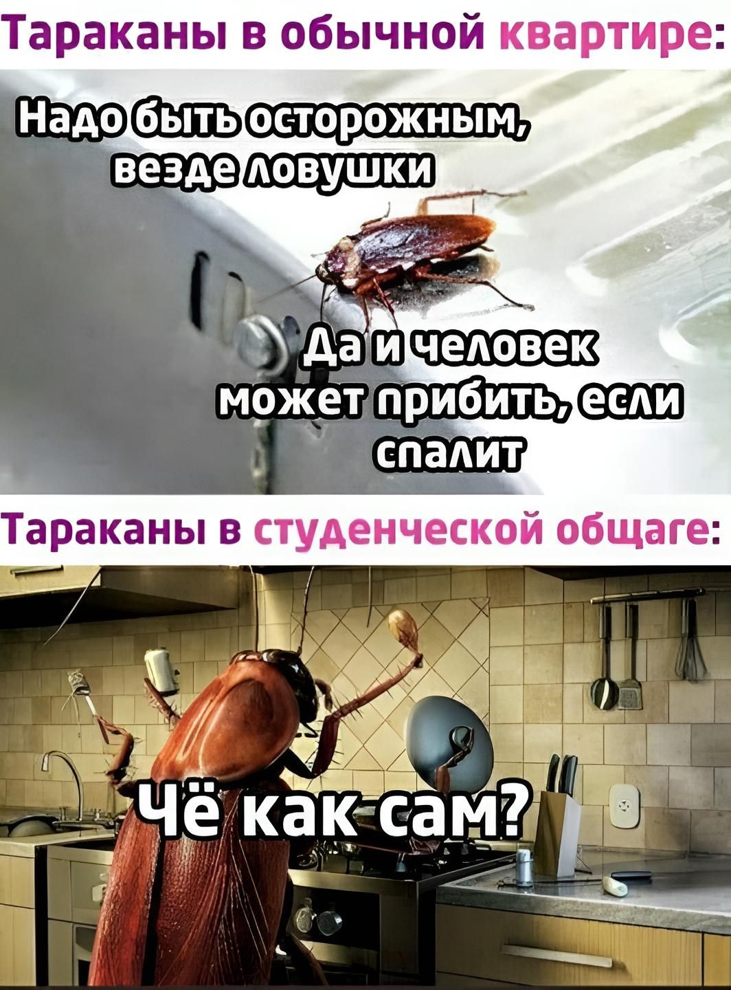 Тараканы в обычной квартире: Надо быть осторожным, везде ловушки. Да и человек может прибить, если спалит. Тараканы в студенческой общаге: Чё как сам?