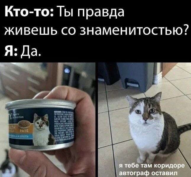 Кто-то: Ты правда живешь со знаменитостью? Я: Да. На банке с кормом для кошек изображен кот. Кот сидит на полу, а под ним надпись: я тебе там коридоре автограф оставил.