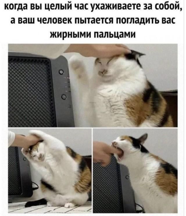 когда вы целый час ухаживаете за собой, а ваш человек пытается погладить вас жирными пальцами