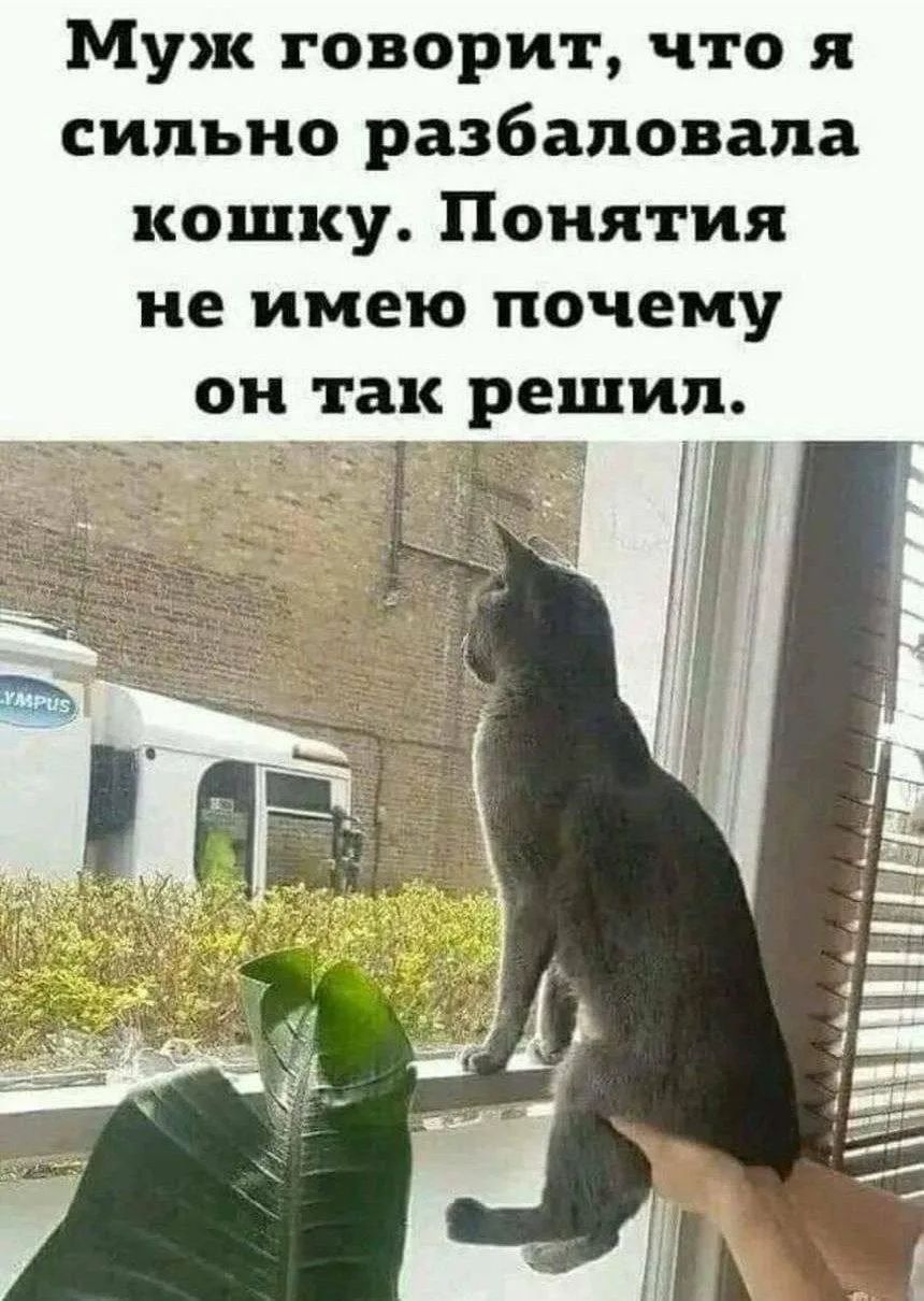 Муж говорит, что я сильно разбаловала кошку. Понятия не имею почему он так решил.