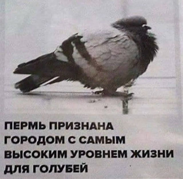 ПЕРМЬ ПРИЗНАНА ГОРОДОМ С САМЫМ ВЫСОКИМ УРОВНЕМ ЖИЗНИ ДЛЯ ГОЛУБЕЙ
