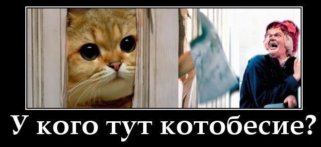 У кого тут котобесие?