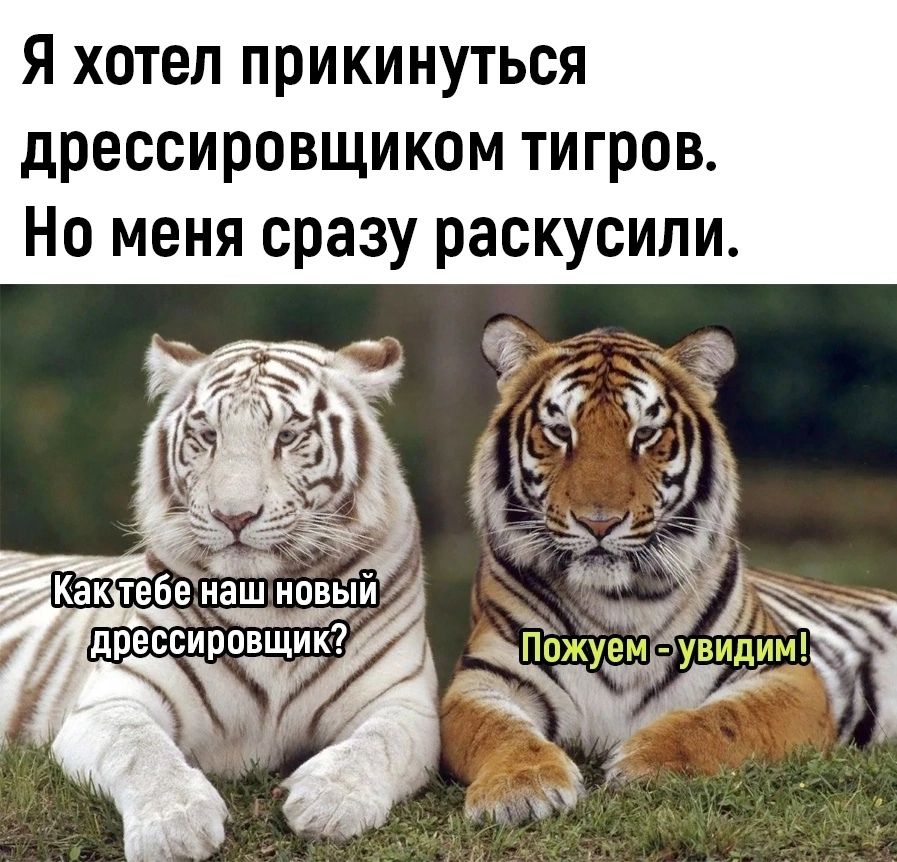 Я хотел прикинуться дрессировщиком тигров. Но меня сразу раскусили. Как тебе наш новый дрессировщик? Пожуем - увидим!