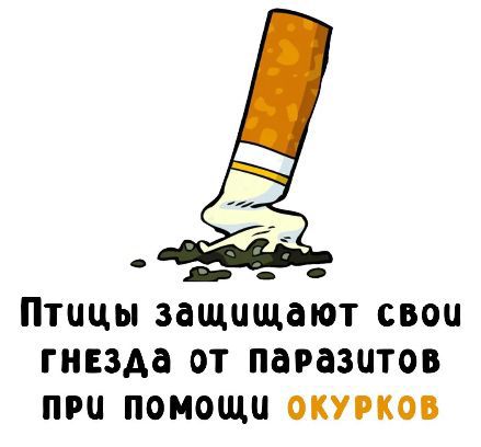 Птицы защищают свои гнезда от паразитов при помощи окурков