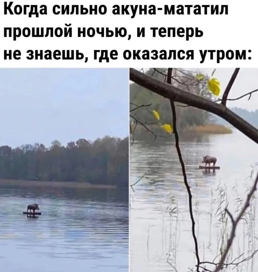 Когда сильно акуна-мататил прошлой ночью, и теперь не знаешь, где оказался утром: Кабан на плоту посреди озера.