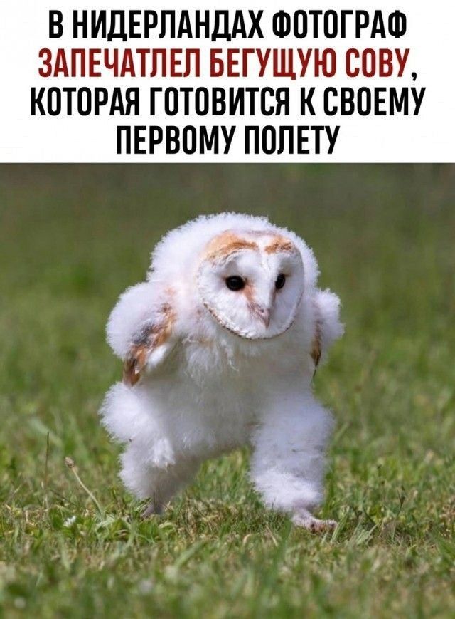 В НИДЕРЛАНДАХ ФОТОГРАФ ЗАПЕЧАТЛЕЛ БЕГУЩУЮ СОВУ, КОТОРАЯ ГОТОВИТСЯ К СВОЕМУ ПЕРВОМУ ПОЛЕТУ
