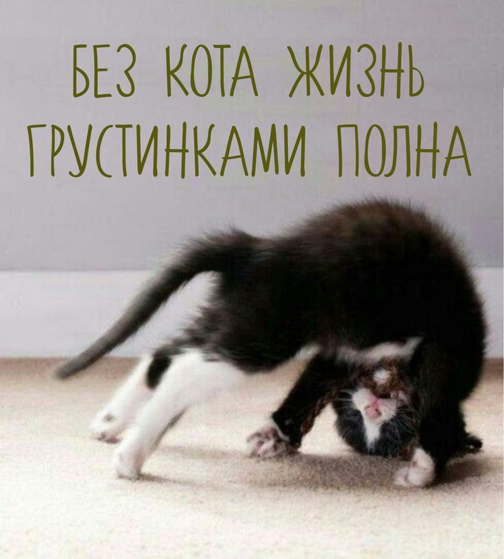 БЕЗ КОТА ЖИЗНЬ ГРУСТИНКАМИ ПОЛНА