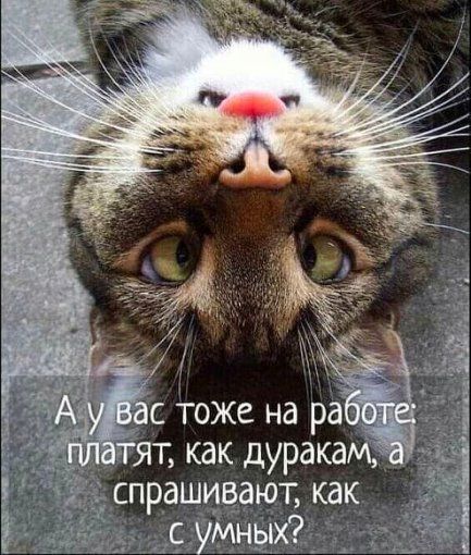 А у вас тоже на работе: платят, как дуракам, а спрашивают, как с умных?